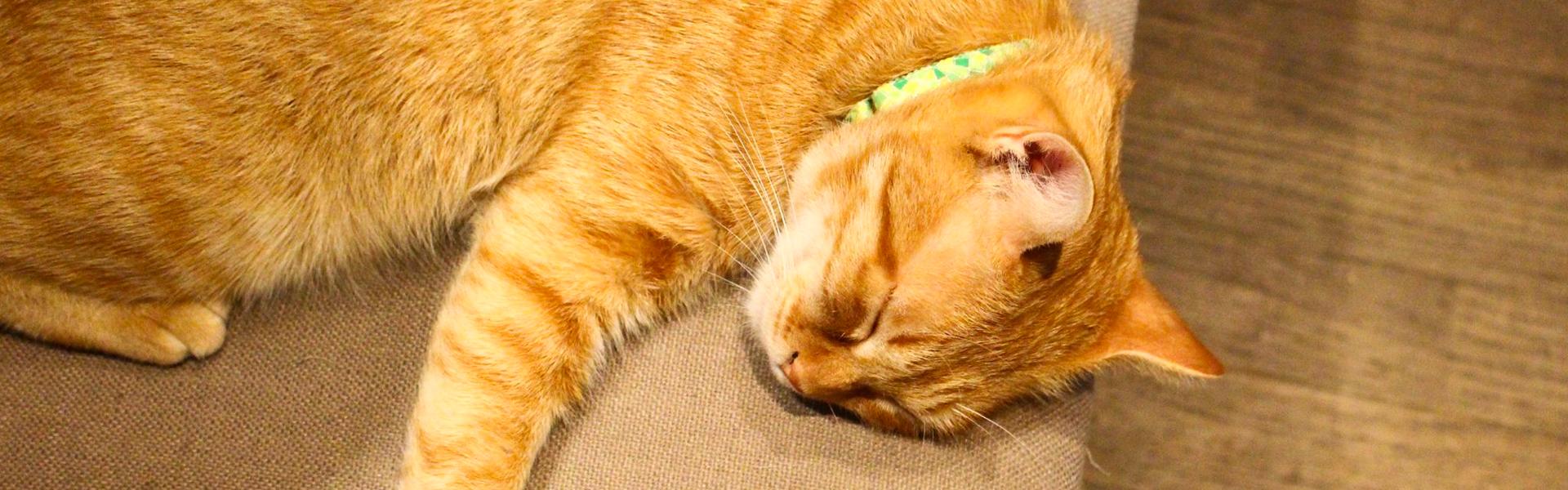 [ 台電大樓站．師大美食 ] 極簡咖啡～傳說中很多貓咪的咖啡店