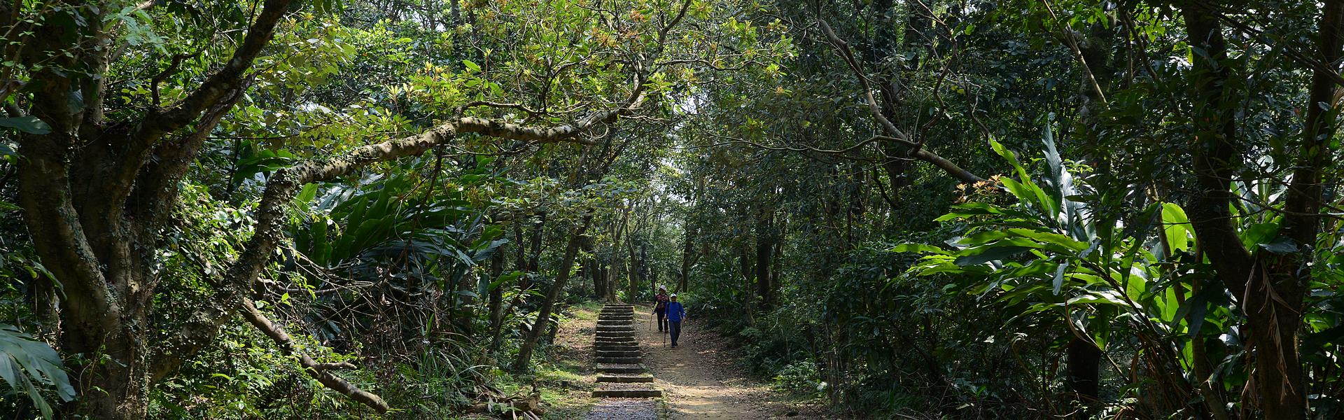 台北木柵・樟湖步道｜茶香包圍，平緩好走的親子級步道