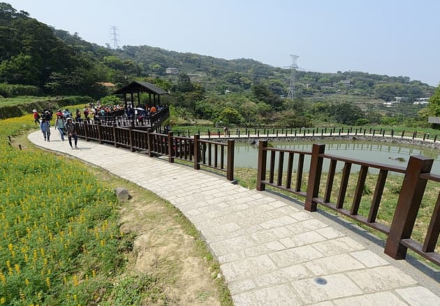 台北木柵・樟樹步道｜搭乘貓空纜車去看金黃遍野的魯冰花海