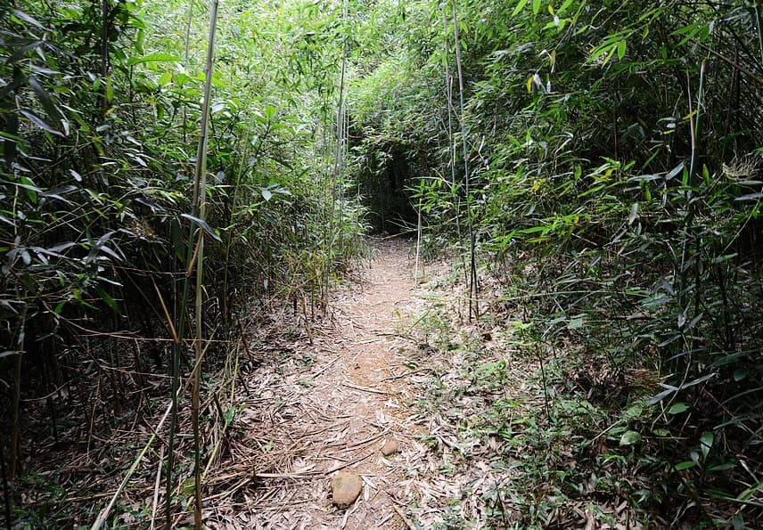 台北內湖・明舉山親山步道｜走進台北市的原始叢林，來一場大自然探險