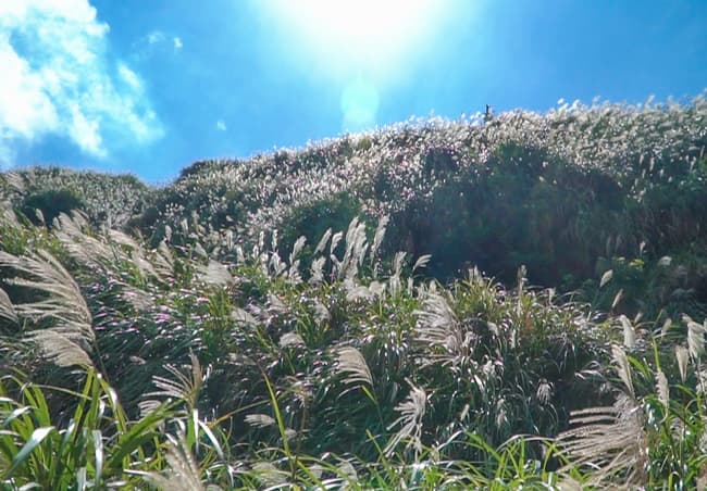 台北・大屯山登山步道｜都會中的火山群，芒草盛開秋意濃