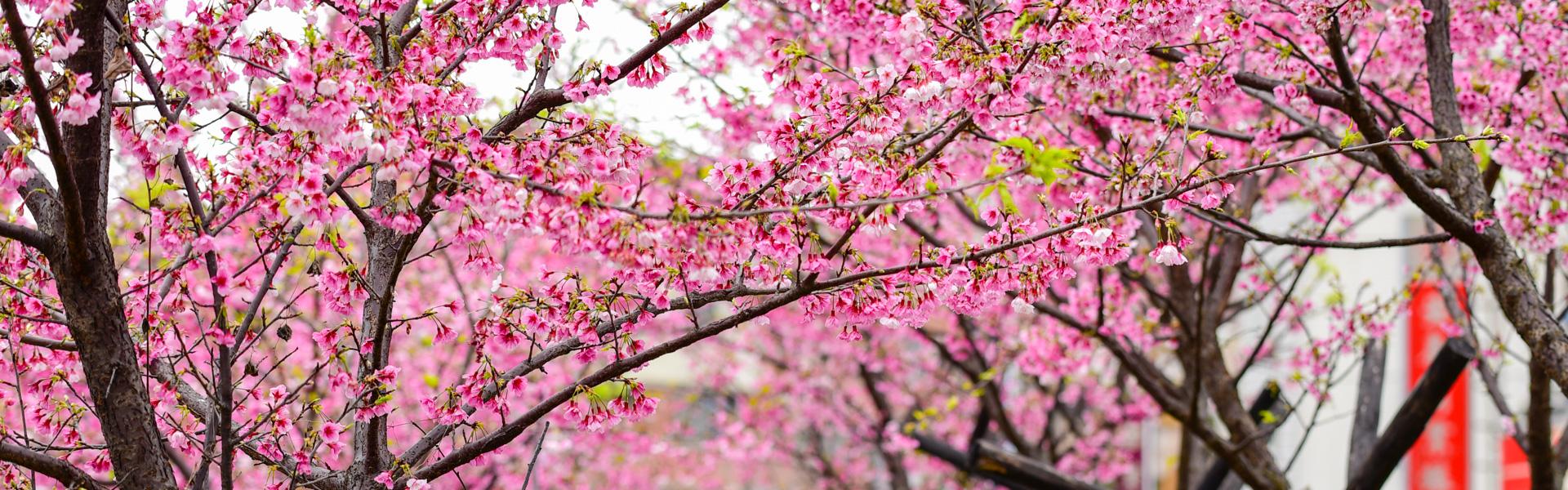 市區賞櫻就來這！東湖樂活公園賞櫻趣。