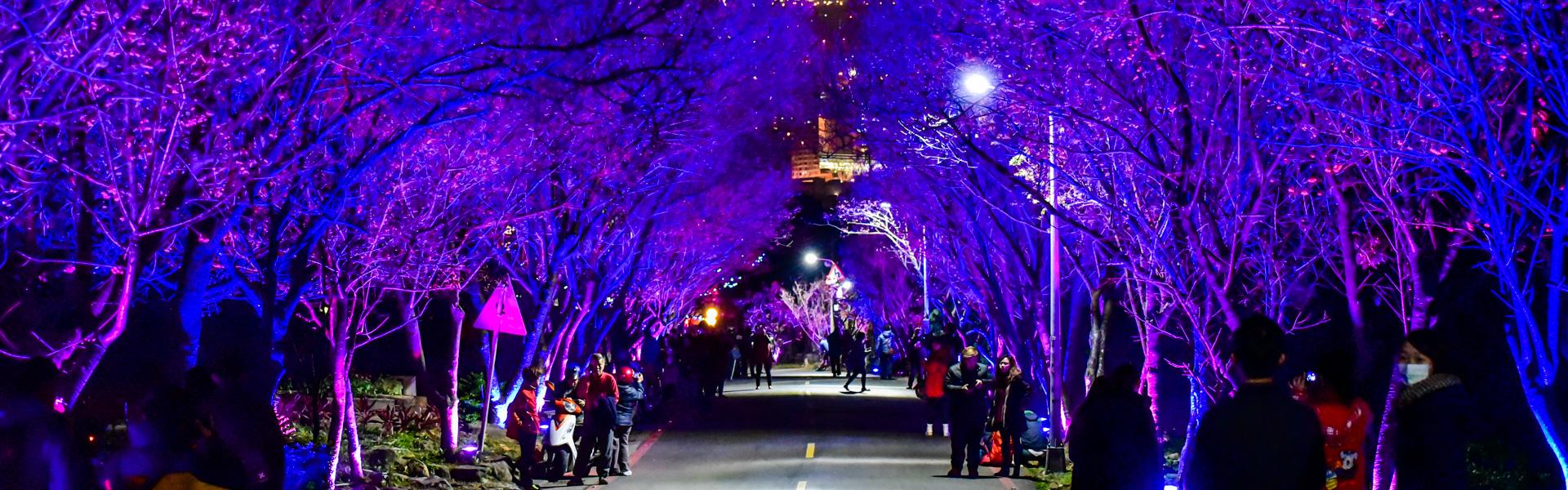 夢幻的夜櫻隧道「北投復興三路櫻花隧道」越夜越美麗（含交通攻略）