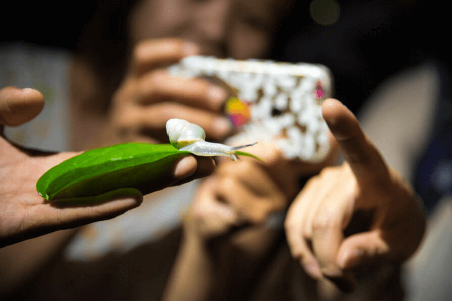 蘭嶼，夜間觀察｜很帶種的動植物！都是蘭嶼特有種的夜間生態之旅