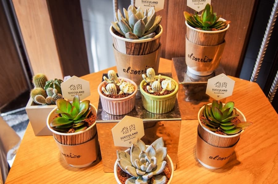 居家療癒小物：Home Hotel x 有肉 Succulent & Gift  週年限定合作「店中店」