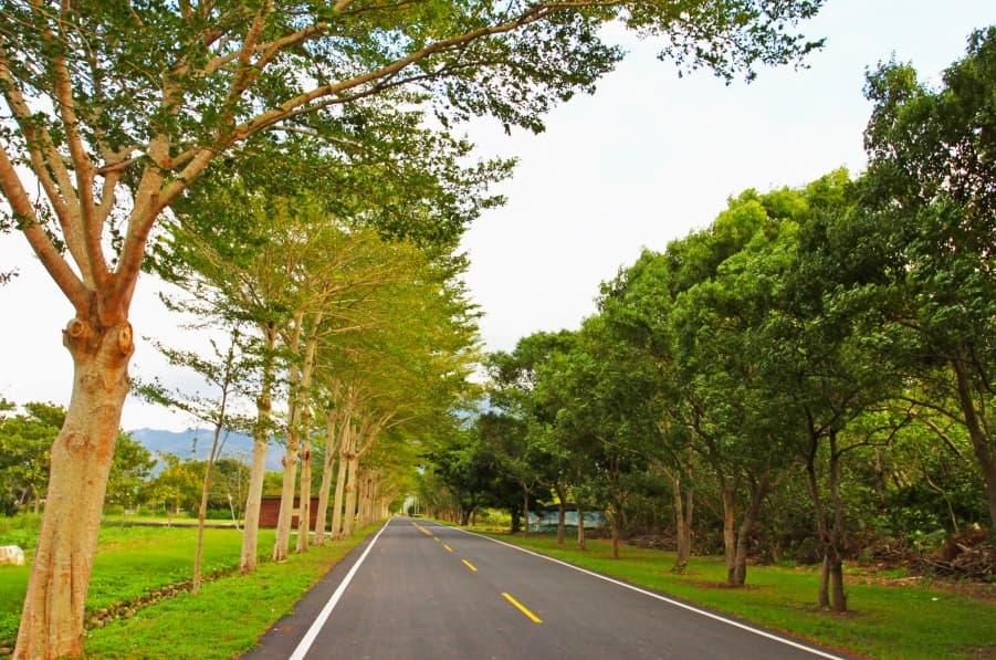 【台東景點】武陵綠色隧道：走過一道綠光洗滌身心靈。