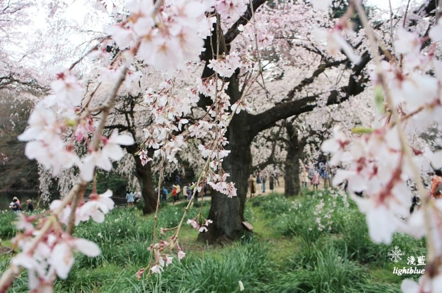 東京賞櫻名所：新宿御苑，值得花一整天賞櫻野餐拍照的超大庭園