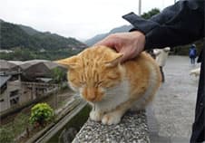 來去「猴硐半日遊」：貓村隨走隨拍，愛貓情侶約會可以這樣玩