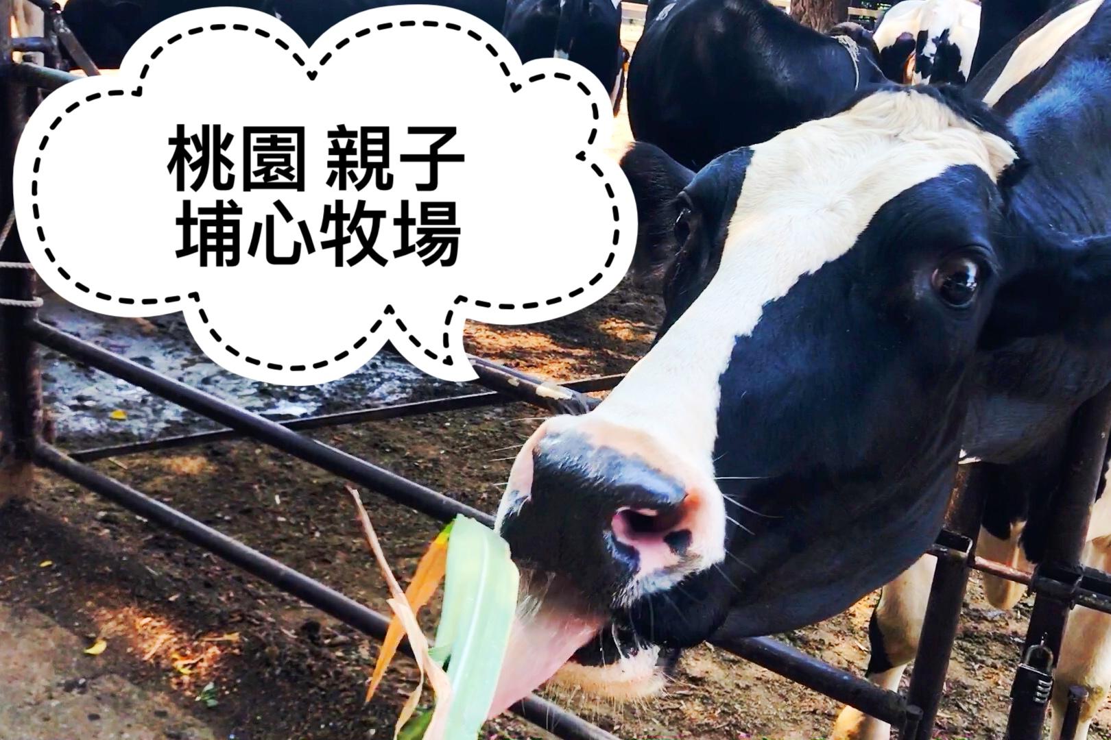 可與馬牛羊互動的桃園「埔心牧場」，帶小孩玩上一整天