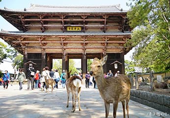 【奈良半日遊攻略】來東大寺跟聰明的小鹿 PK 體驗，人生一定要來奈良公園餵一次鹿呀！