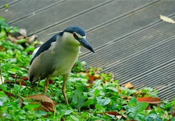 來後山埤「南港公園」拍鳥去，捕獲超可愛台灣種企鵝、紅嘴黑鵯、台灣藍鵲、黑領椋鳥等