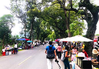 台東武陵 2626 市集：來綠色隧道，逛東台灣規模盛大的農村假日市集