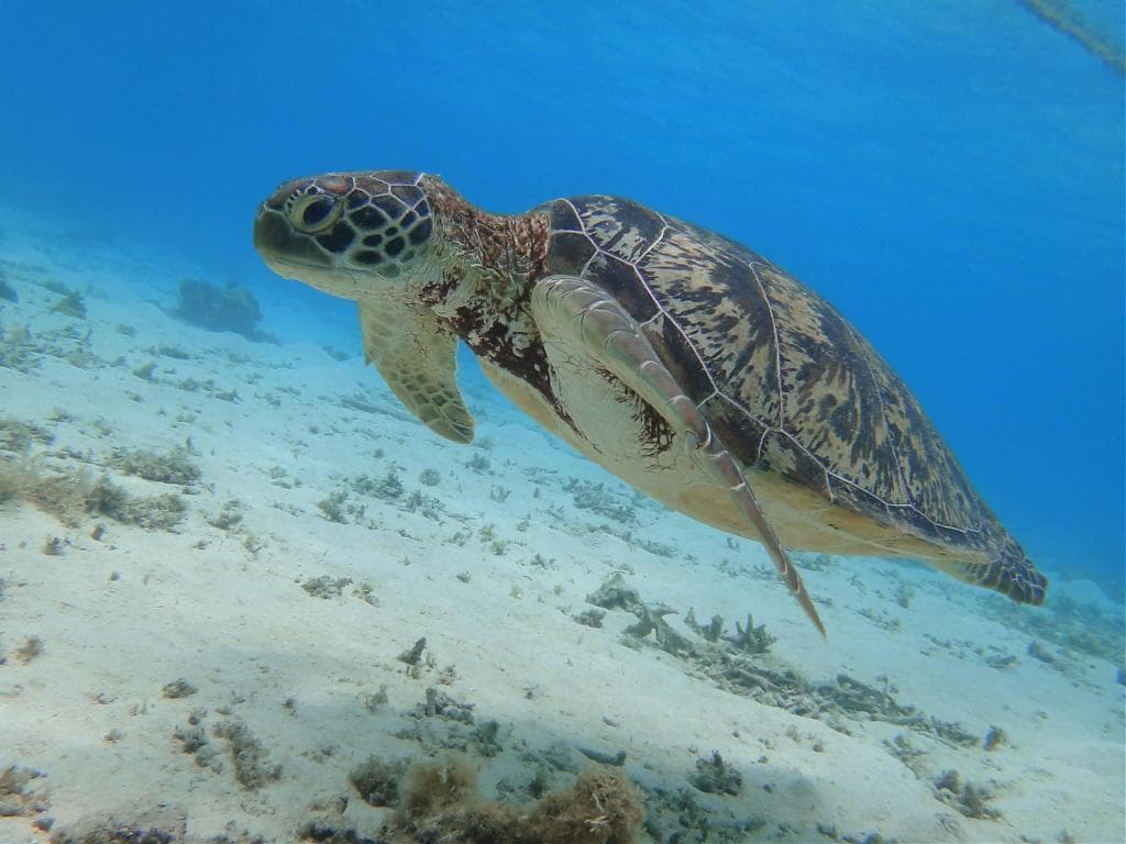 找到你的海藍色！日本沖繩慶良間諸島水上活動、沙灘推薦