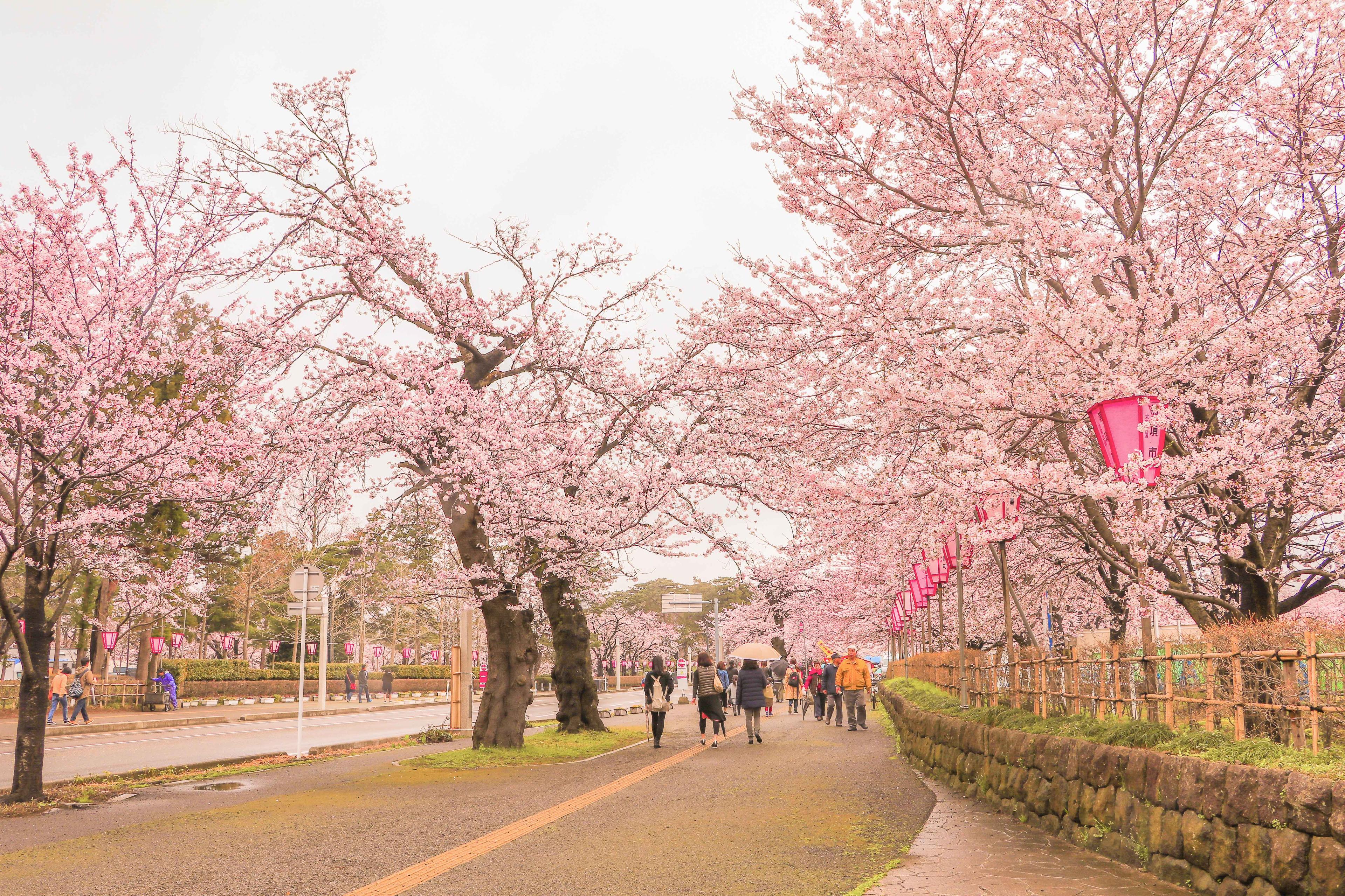 日本新潟｜日本北陸「新潟」賞櫻景點 10 選：城堡、公園、櫻花，日夜皆美！