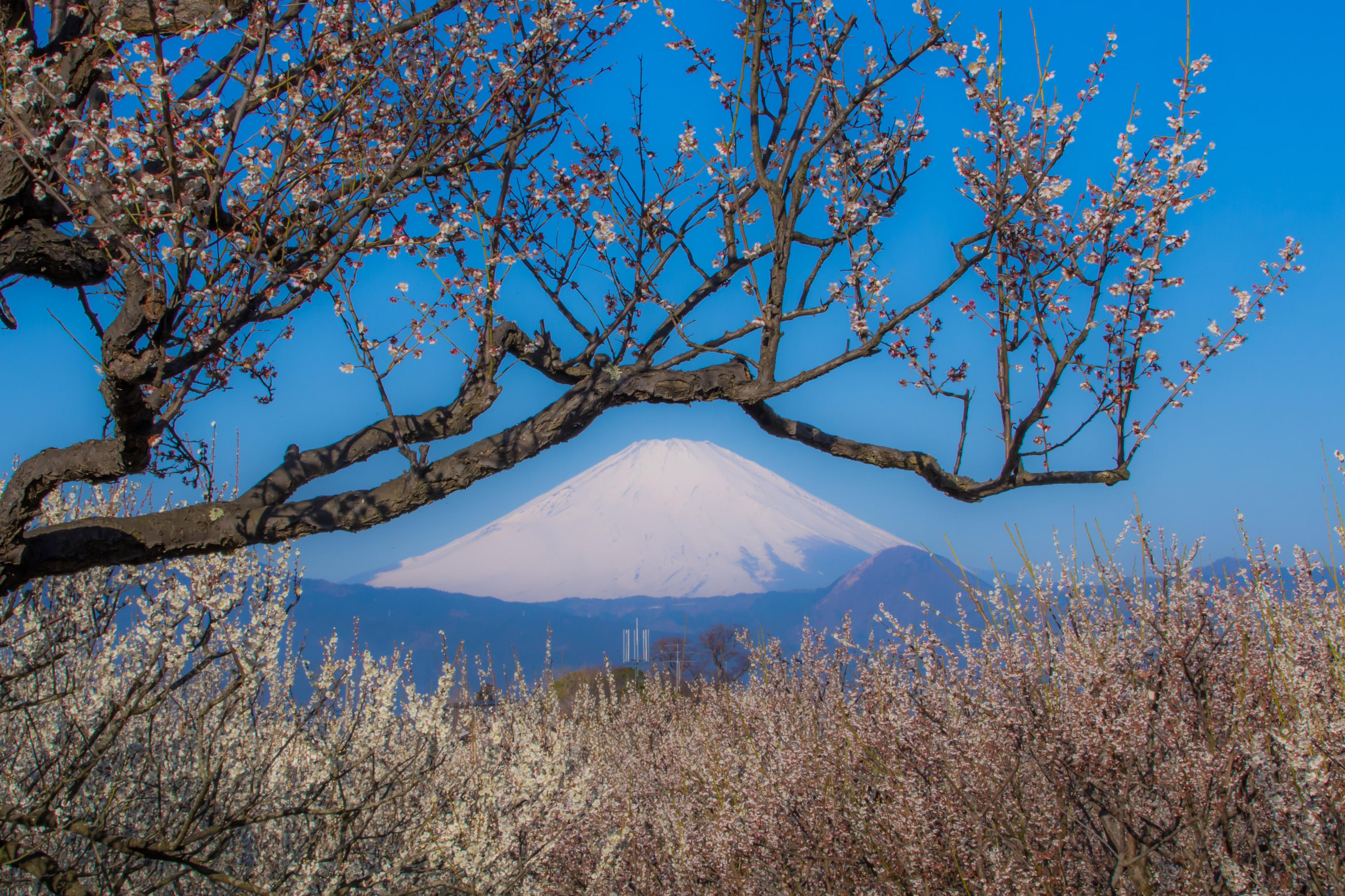 日本神奈川賞梅、賞櫻去！盤點神奈川縣內的六大賞花景點