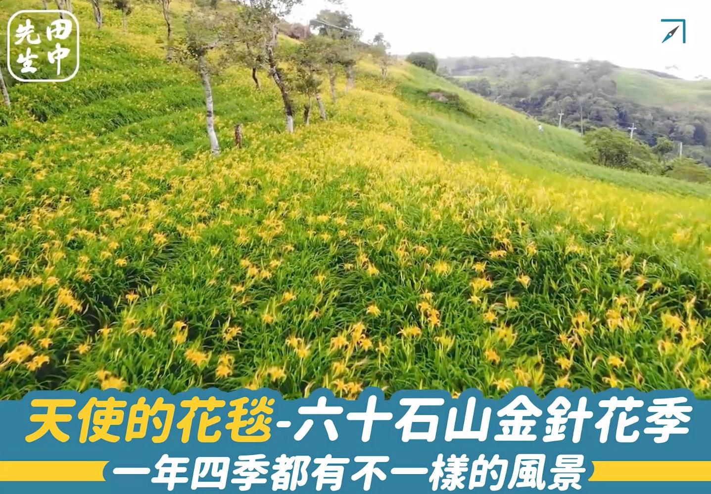 天使的花毯「六十石山金針花季」一年四季都有不一樣的風景（影片）