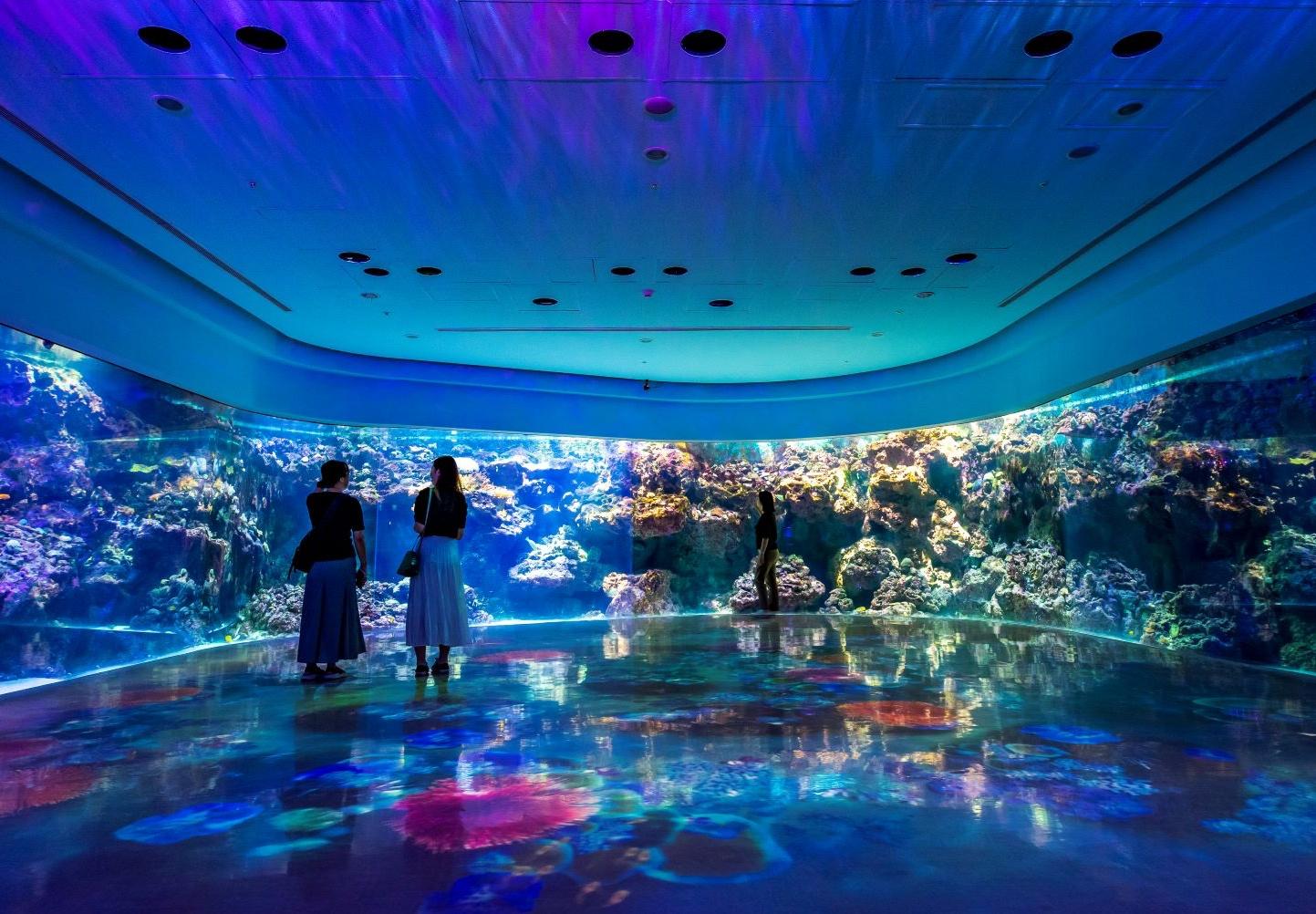 Xpark 水族館推出「七夕情人節星光特別場」，期間限定體驗夜訪水族館的樂趣！