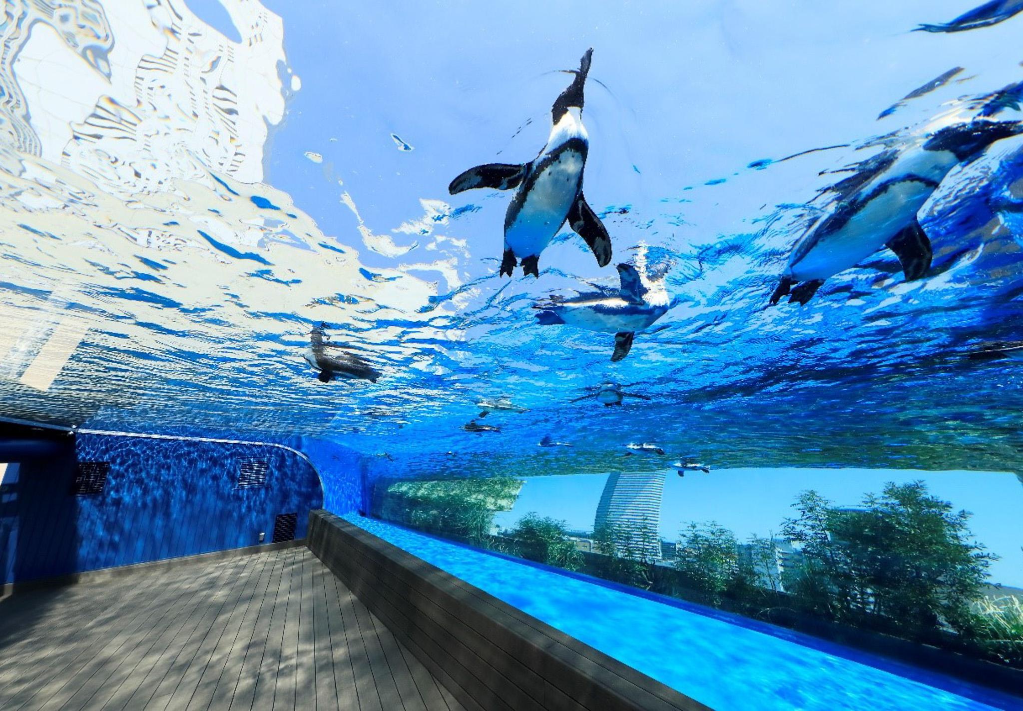 日本・東京｜三大人氣水族館介紹：夢幻水母隧道、聲光海豚秀、日本最大開放式生態水槽，暑假親子共遊好去處！
