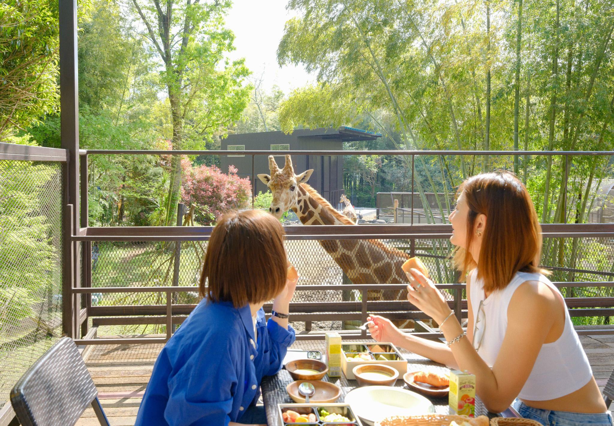 動物園 x Glamping，還能與長頸鹿共進早餐：日本千葉「The Bamboo Forest」在台開放預訂！