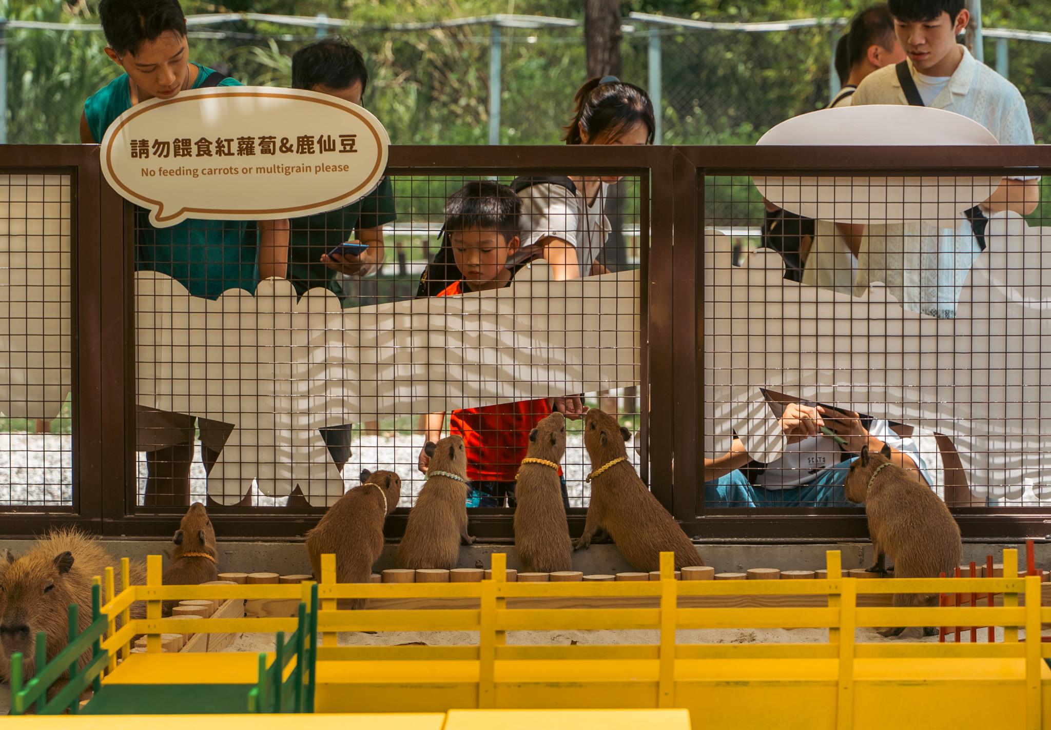 「斑比山丘」水豚寶寶 Q 萌登場，即日起至8月29日12歲以下免費入園！