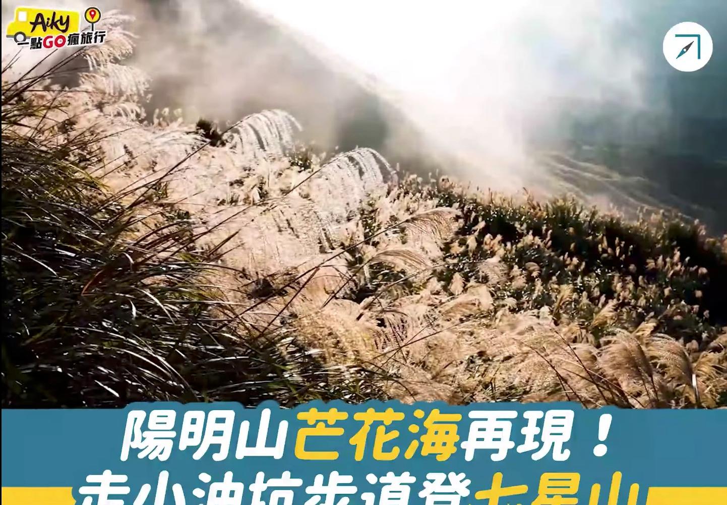 陽明山芒花海再現！走小油坑步道登七星山（影片）