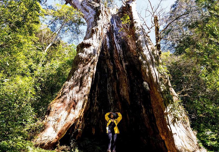 泰雅族人的傳統狩獵聖域，Ptlaman 北得拉曼山！新竹北得拉曼巨木步道｜難度、景色、交通完全指南