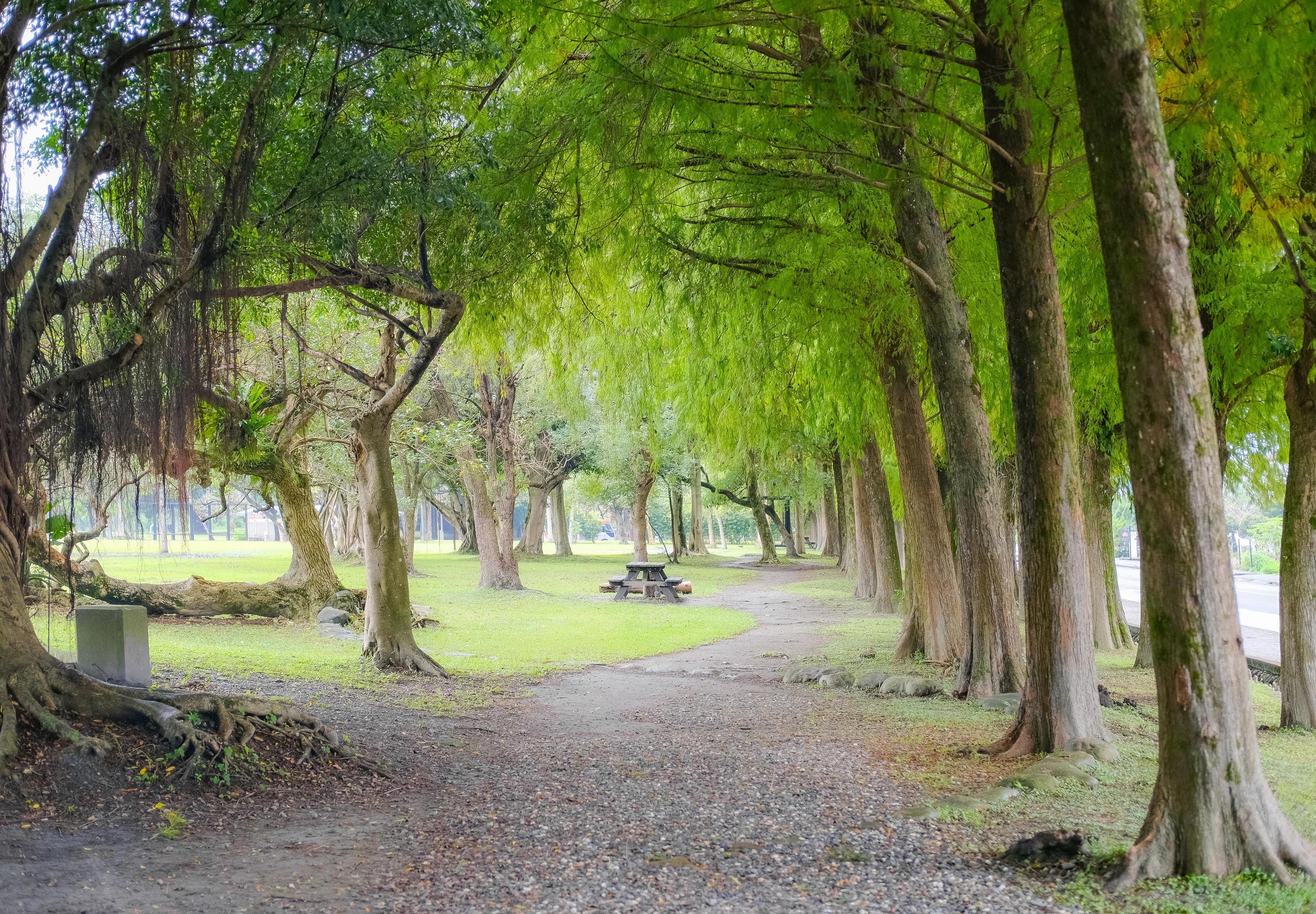 宜蘭・羅東運動公園｜免費的落羽松秘境！踏青散步拍美照的好去處