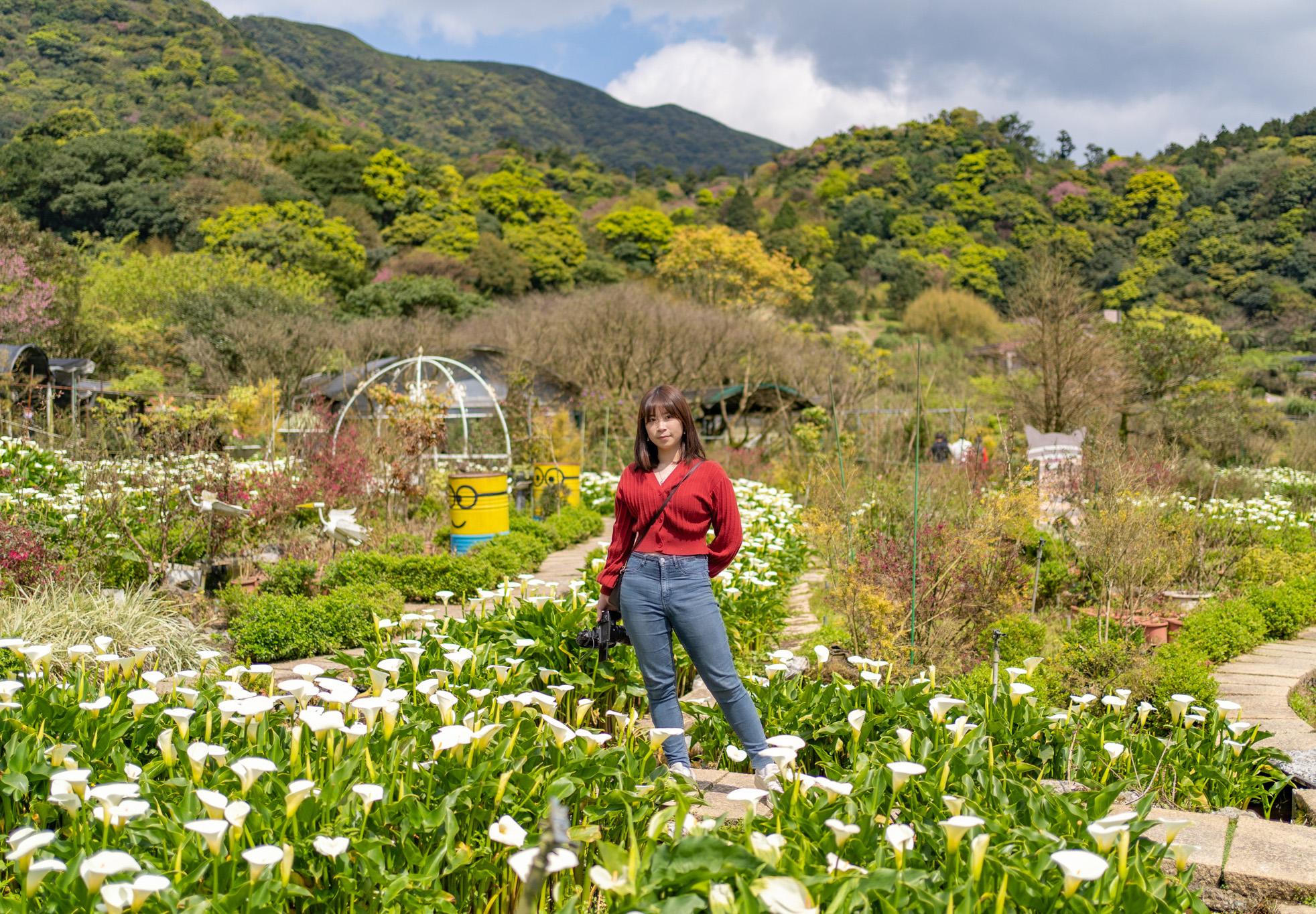 2024 竹子湖海芋季 3/14 白色情人節開跑！手作苔球 DIY、下田採海芋，文末附交通資訊