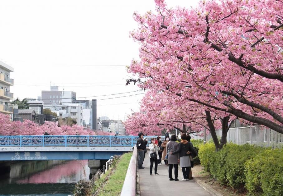 2024東京賞櫻私房景點推薦！河津櫻搶先綻放、避開人潮賞千株櫻花長廊