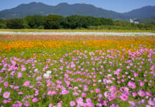 台北・北投｜關渡花海美拍半日遊！北投齊雞、生發號蛋品老店、找午倉、巧克力雲莊，來場花海深度小旅行