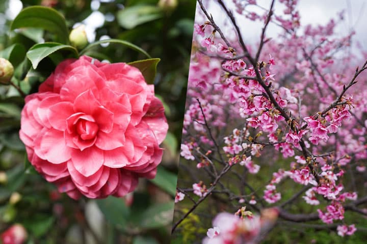 來去台北「賞花」！2022 年台北茶花展「春花百韻」，賞玩百年茶花與藝術作品。同場加映平菁街寒櫻櫻花盛開美景