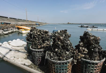 嘉義・東石｜白水湖蚵學家，養蚵人家半日體驗：串蚵、剖蚵、烤鮮蚵