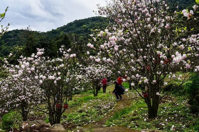 地上滿是掉落的花瓣