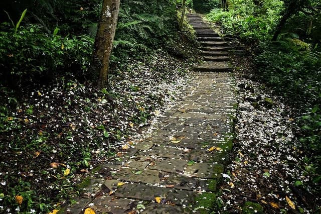 步道中也有不少桐花散落