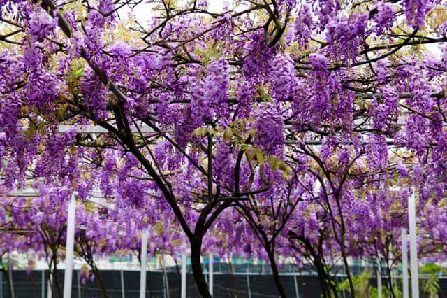 淡水紫藤咖啡園已經擴大到兩個園區，每當紫藤花大爆炸之際，就形成美不勝收的一幅畫面。（圖取自紫藤咖啡園粉絲專頁）