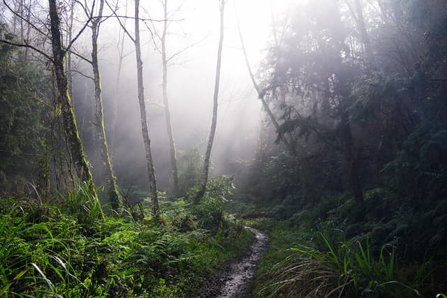 細細的陽光從樹林間伸展開來。