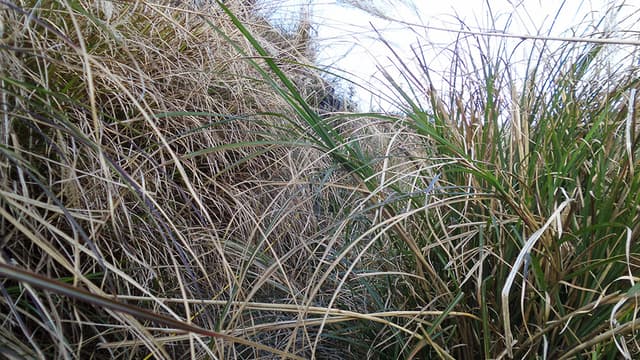 直搗芒草的女孩