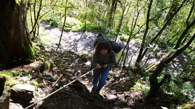 回到巨木登山口