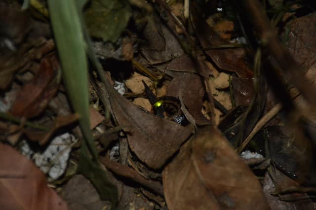 雲南扁螢（Photo Credit：簡庭威）