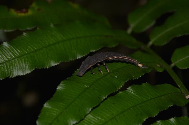 山窗螢幼蟲長這樣（Photo Credit：簡庭威）