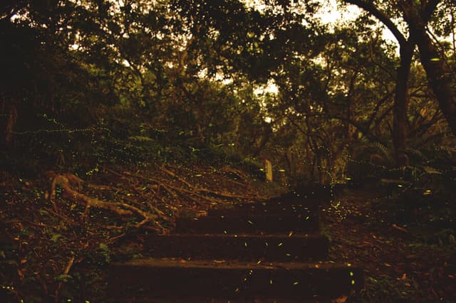 龍崗生態園區步道（Photo Credit：簡庭威）
