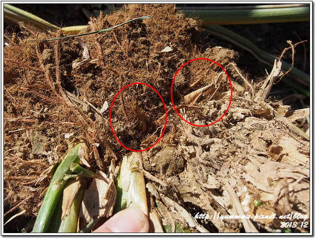 挖出來一大欉中，仔細看就能發現許多的筍頭….( 像紅色圈圈處 )