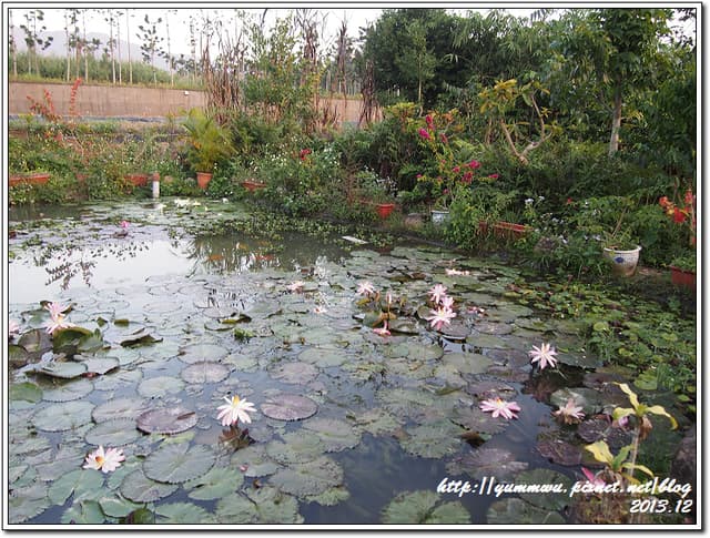 蓮花池