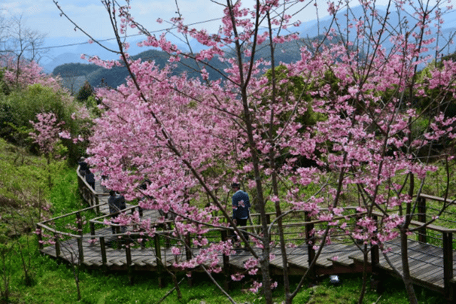 阿里山櫻花季