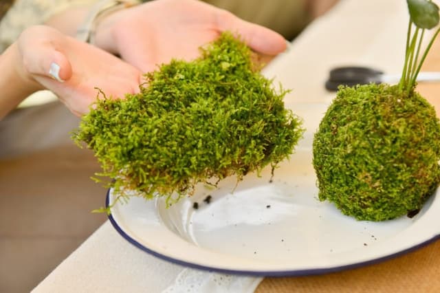 露營區推薦玩法-植療小苔球