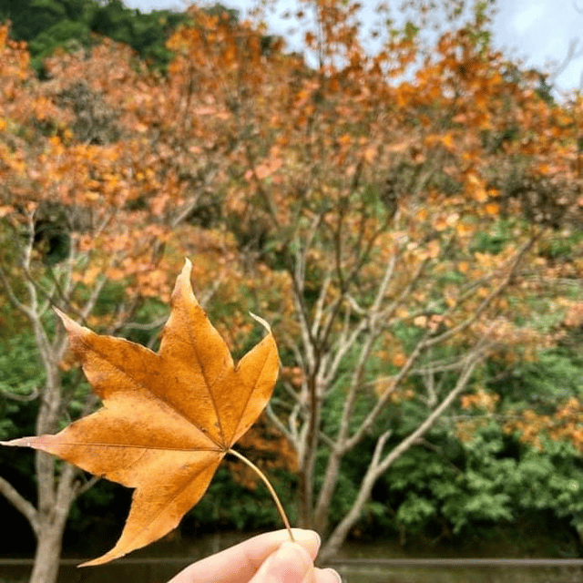 北部賞楓景點-滿月圓國家森林遊樂區