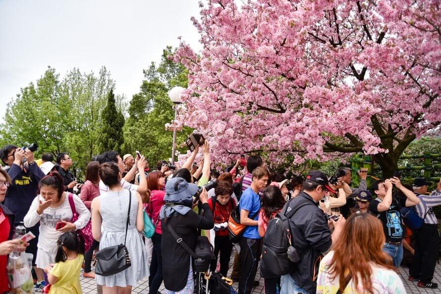天壇左側的這顆茂盛的櫻花樹，由照片可見其人氣之高。