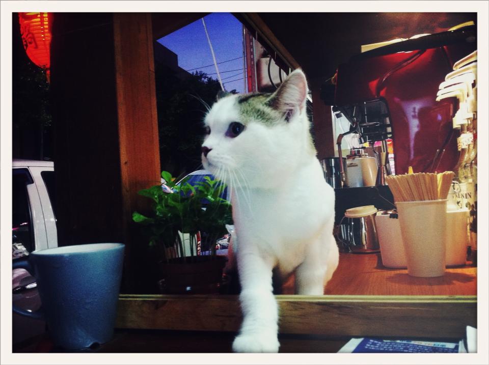 初號店第一隻收編店貓：拿鐵（Photo From 貓町咖啡臉書粉絲團