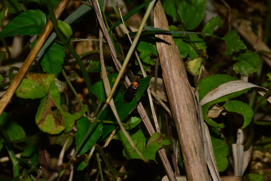 龍崗生態園區裡最常見的黑翅螢（Photo Credit：簡庭威）