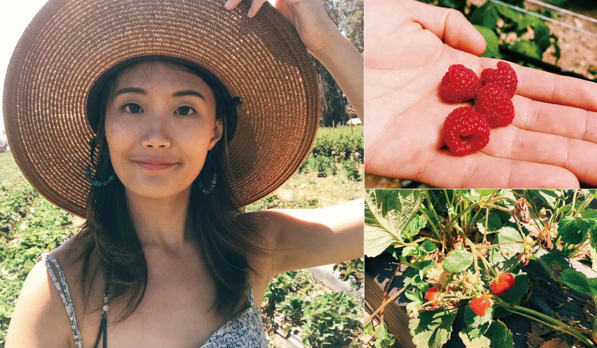 在Rutiz Farm採草莓、覆盆莓，再拿去秤重買回家，太陽很大，記得在穿搭時，搭配大頂的遮陽帽。